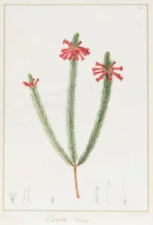 Erica Vestita, 1812